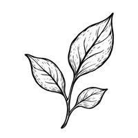 Bio