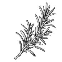 Herbes Aromatiques